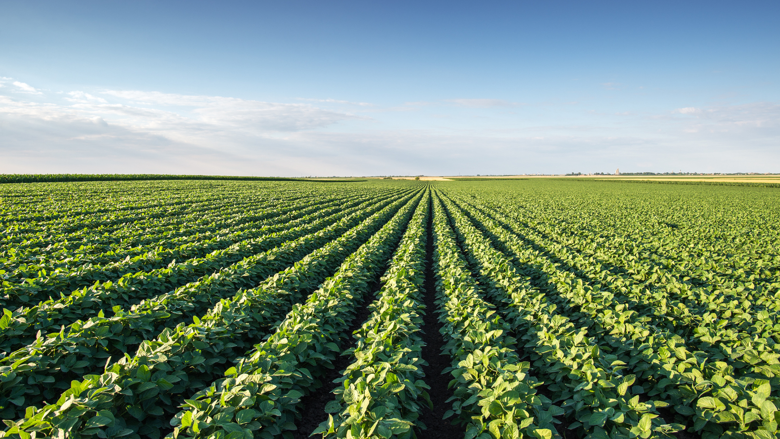 Üretim ve Hasat Yönetimi